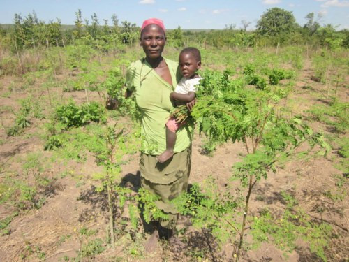 Kariba  REDD+ Forest Protection