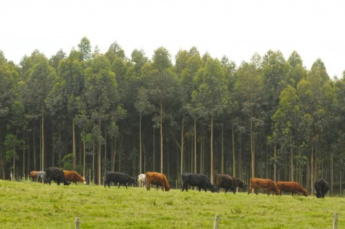 Guanaré Forest Plantations