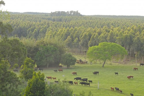 Guanaré Forest Plantations